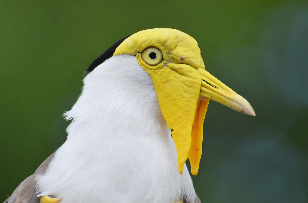 bird exotic bird yellow-headed bird free photo