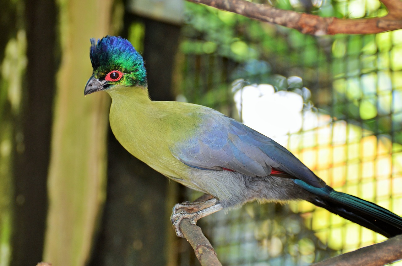 bird exotic bird green bird free photo