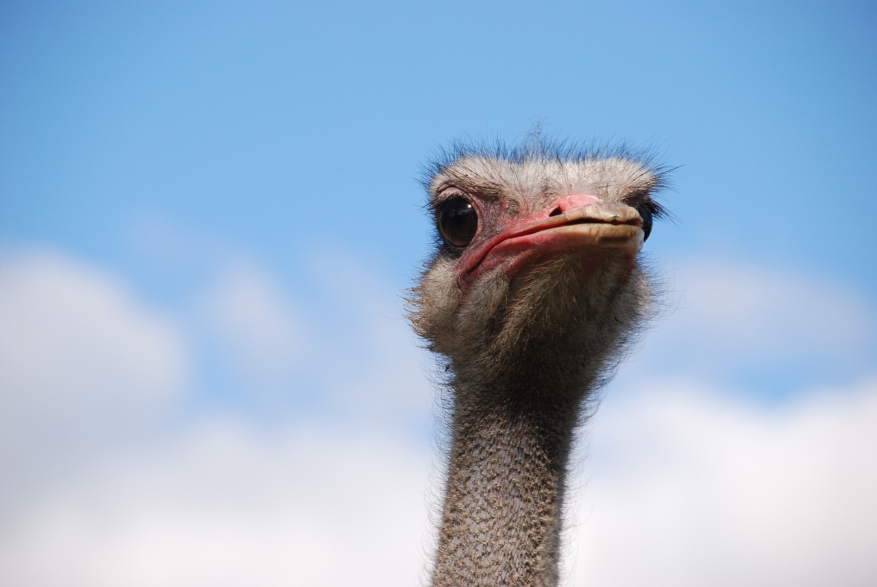 bird ostrich neck free photo