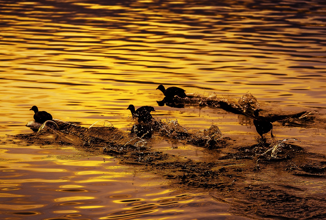 bird river flight free photo