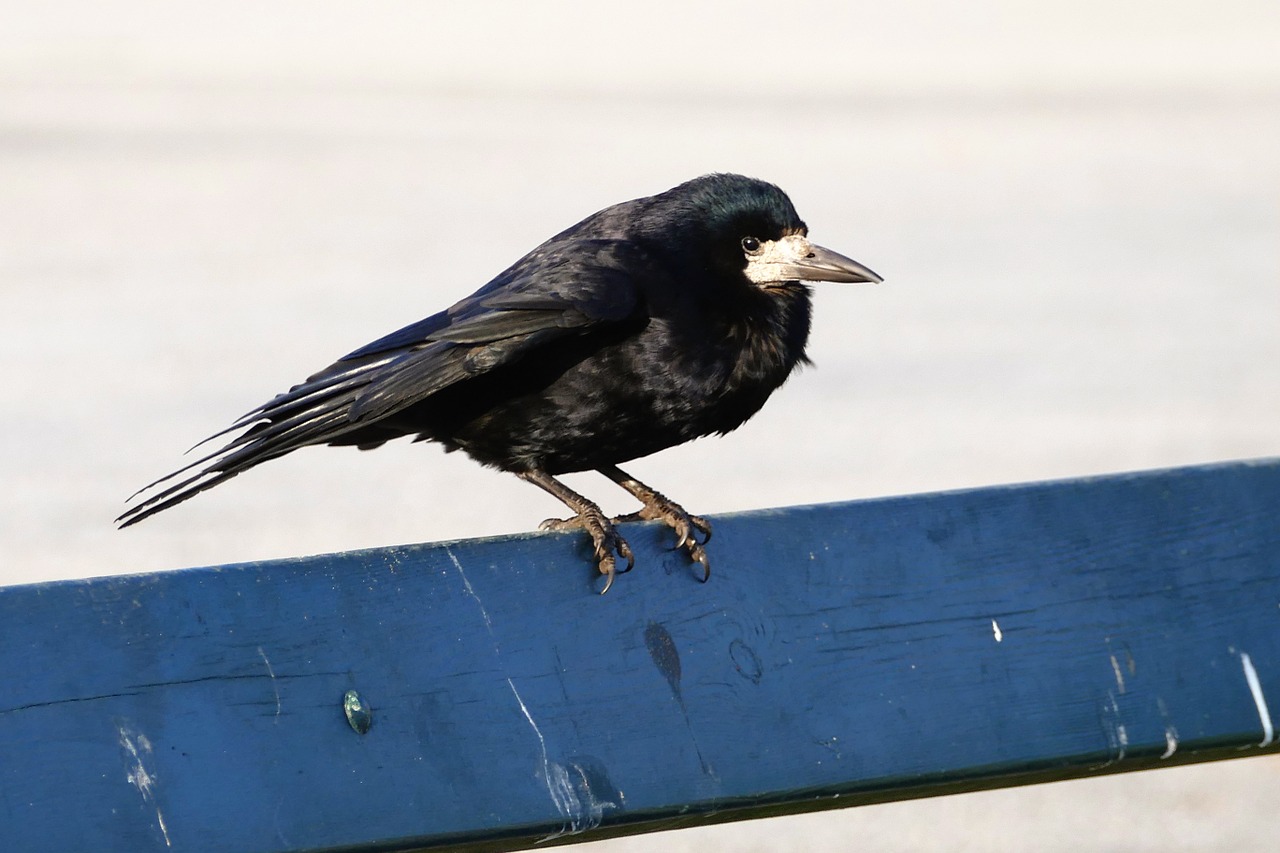 bird rook black free photo