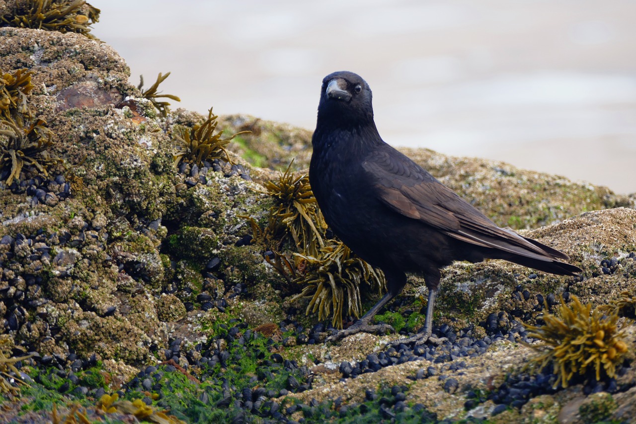 bird crow black free photo