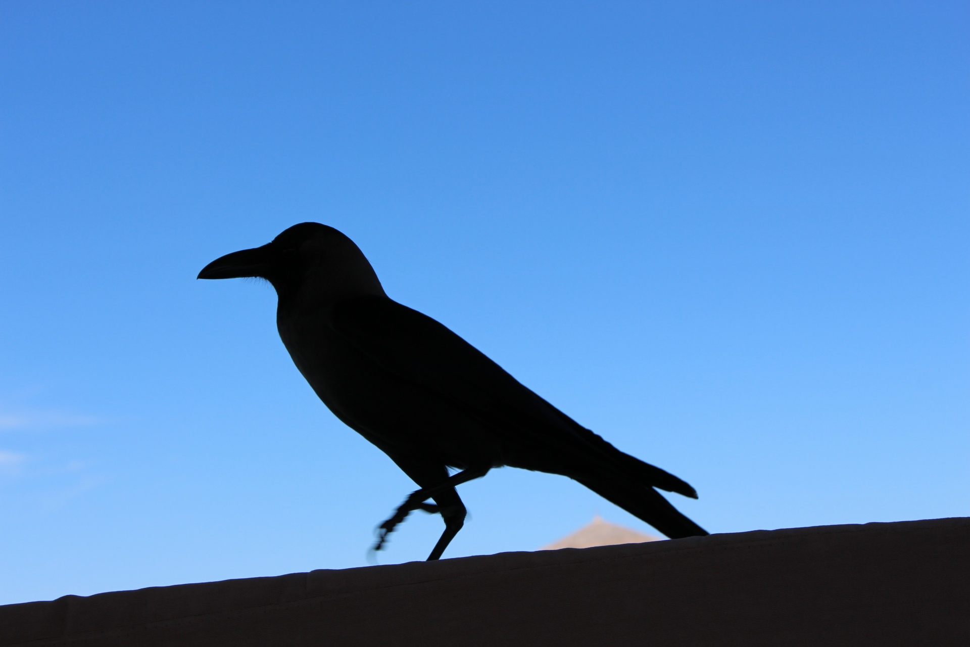 bird blue sky background free photo