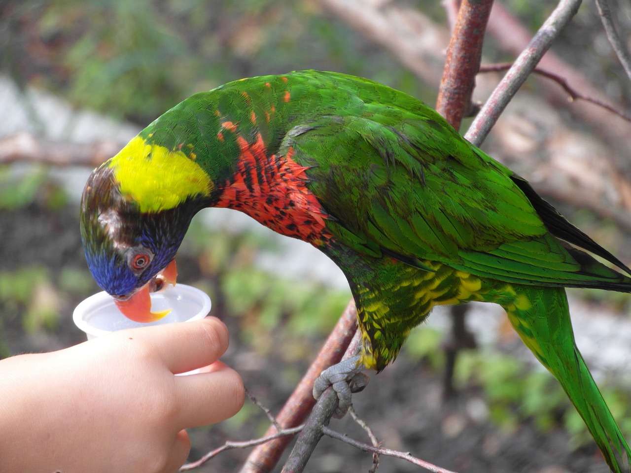 bird feed parrot free photo