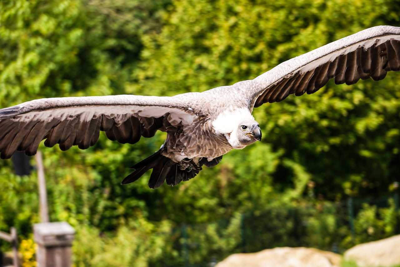 bird vulture gaia zoo free photo