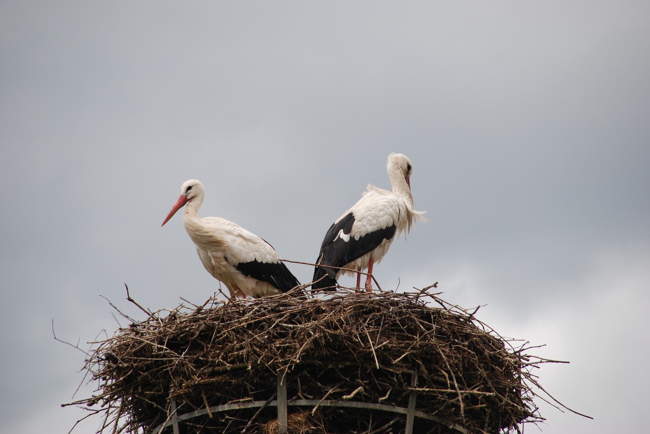 bird stork nest free photo