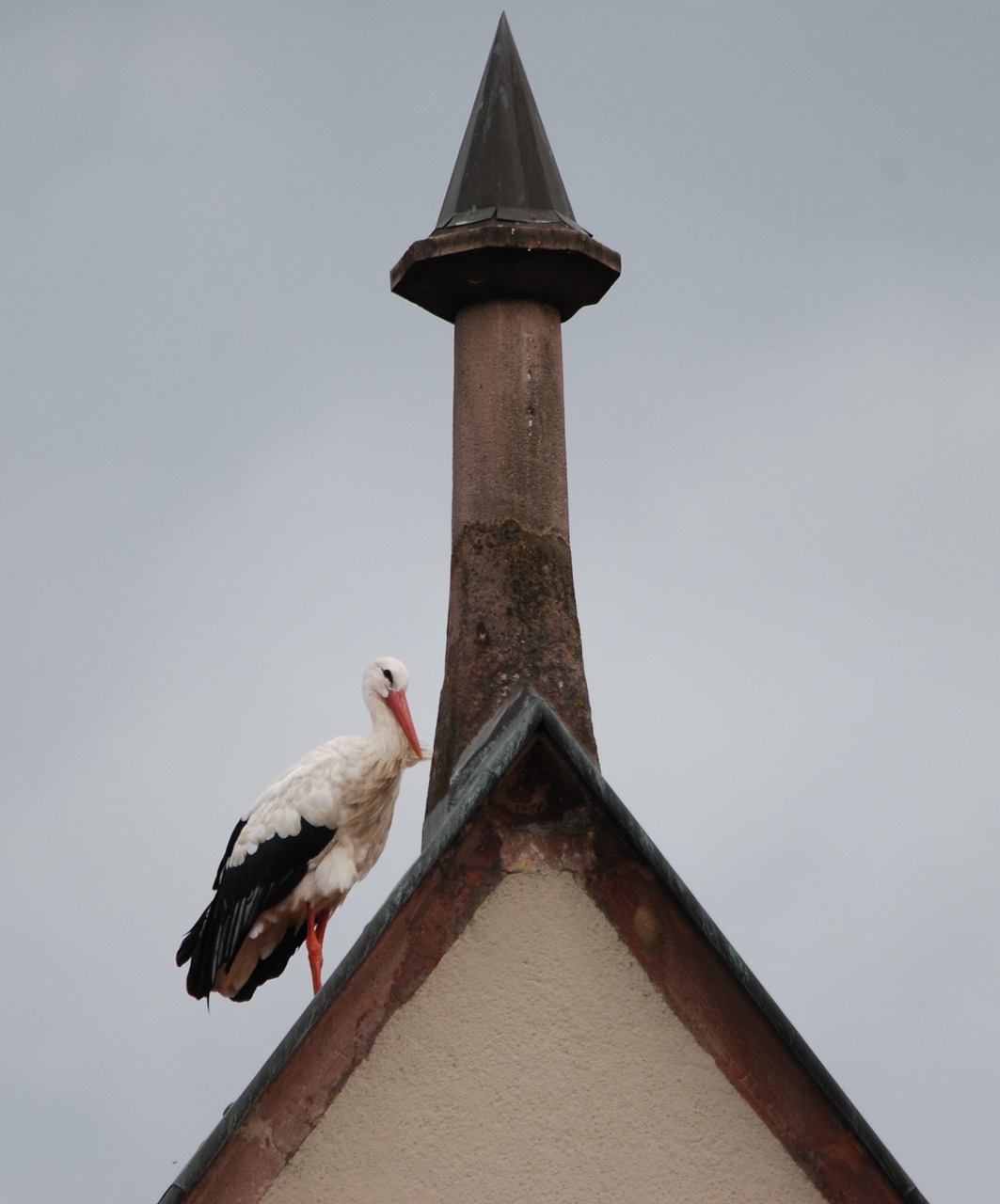 bird stork roof free photo