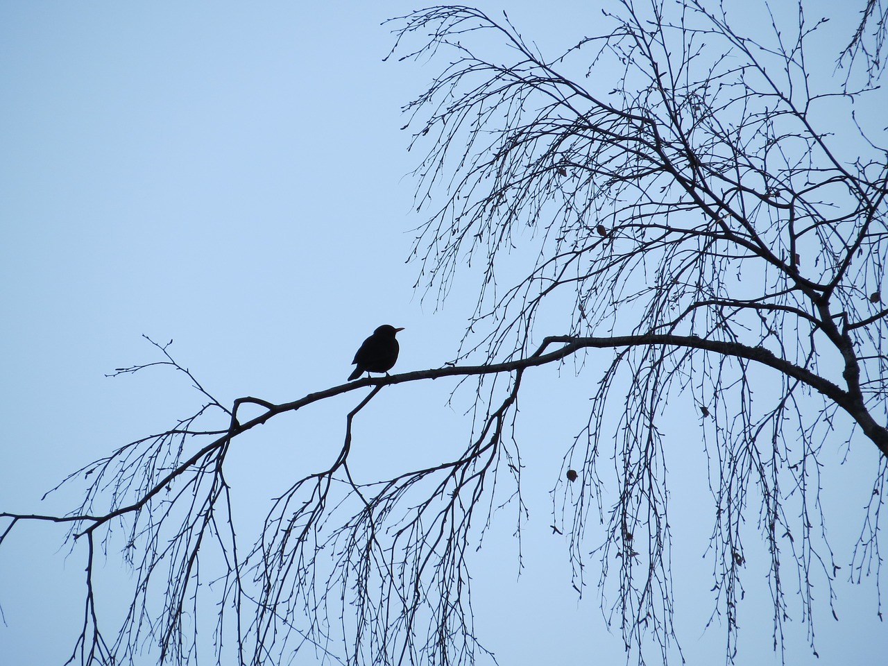 bird black blue free photo