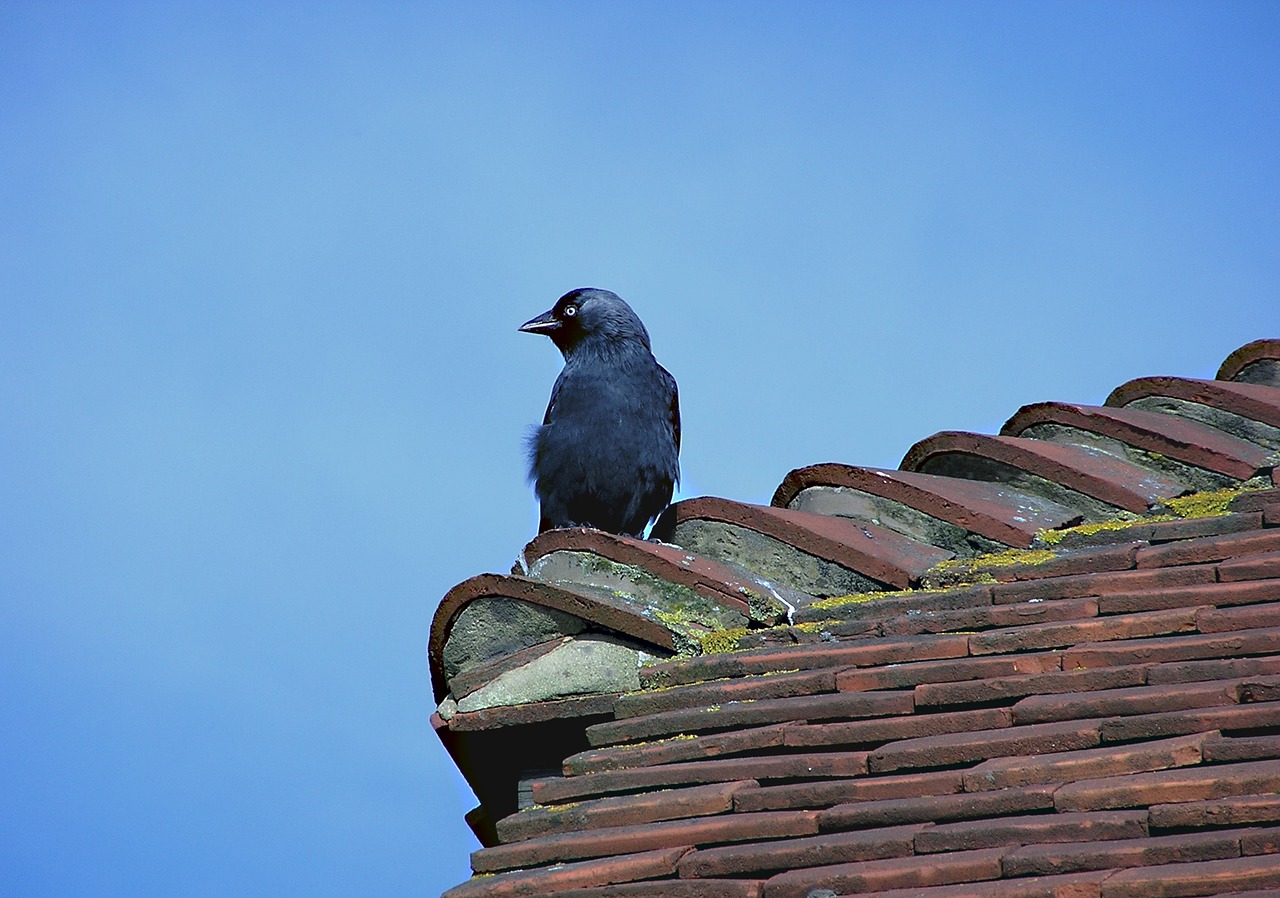 bird blackbird roof free photo