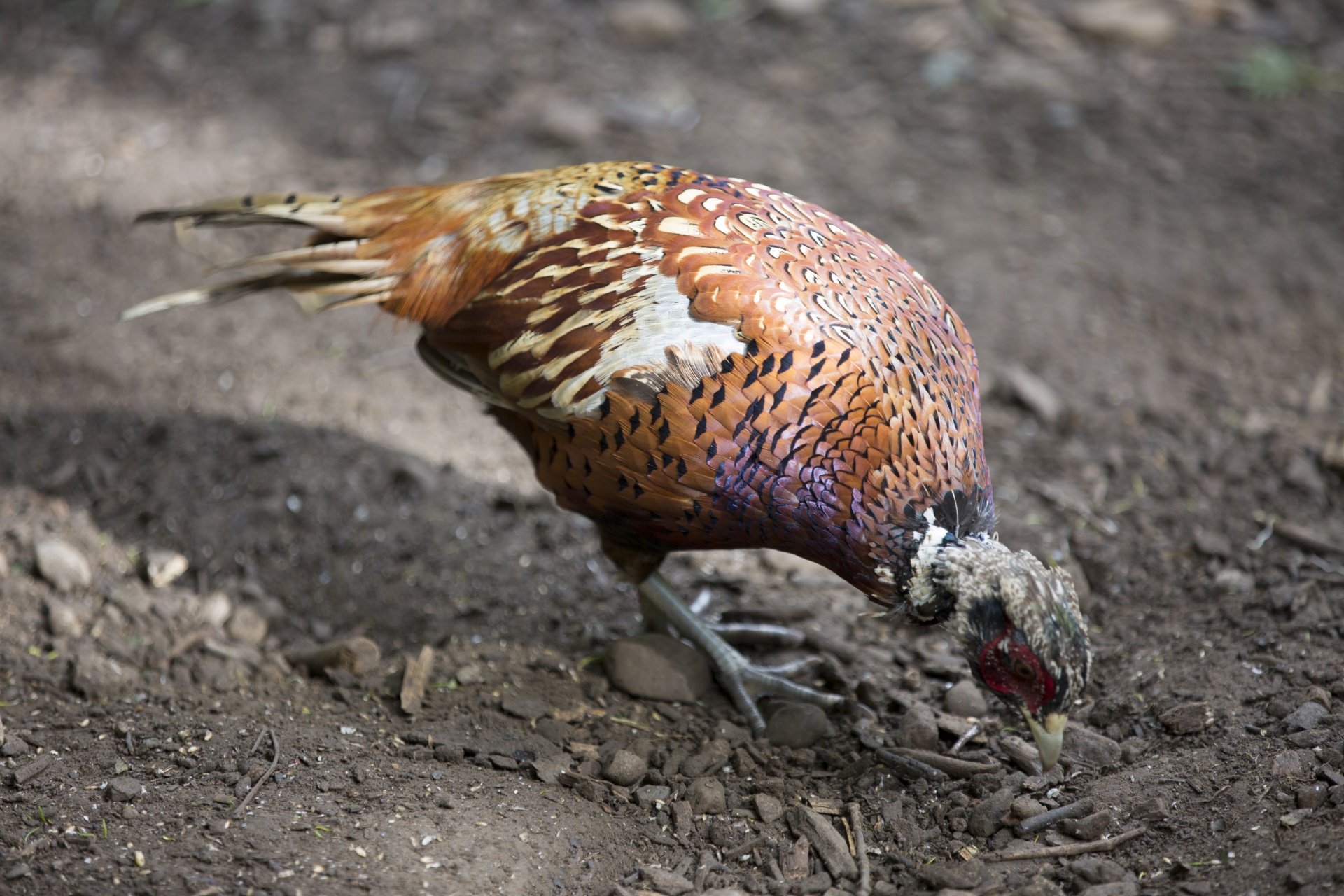 pheasant bird meadow free photo