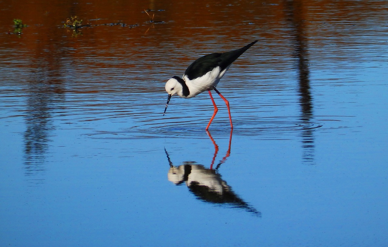 bird amp shipping water bird free photo