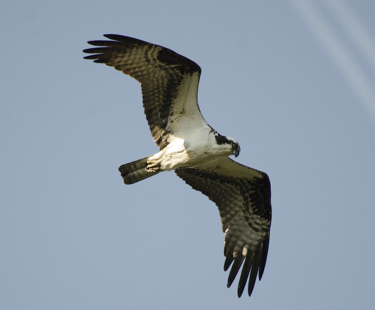 bird osprey flying free photo