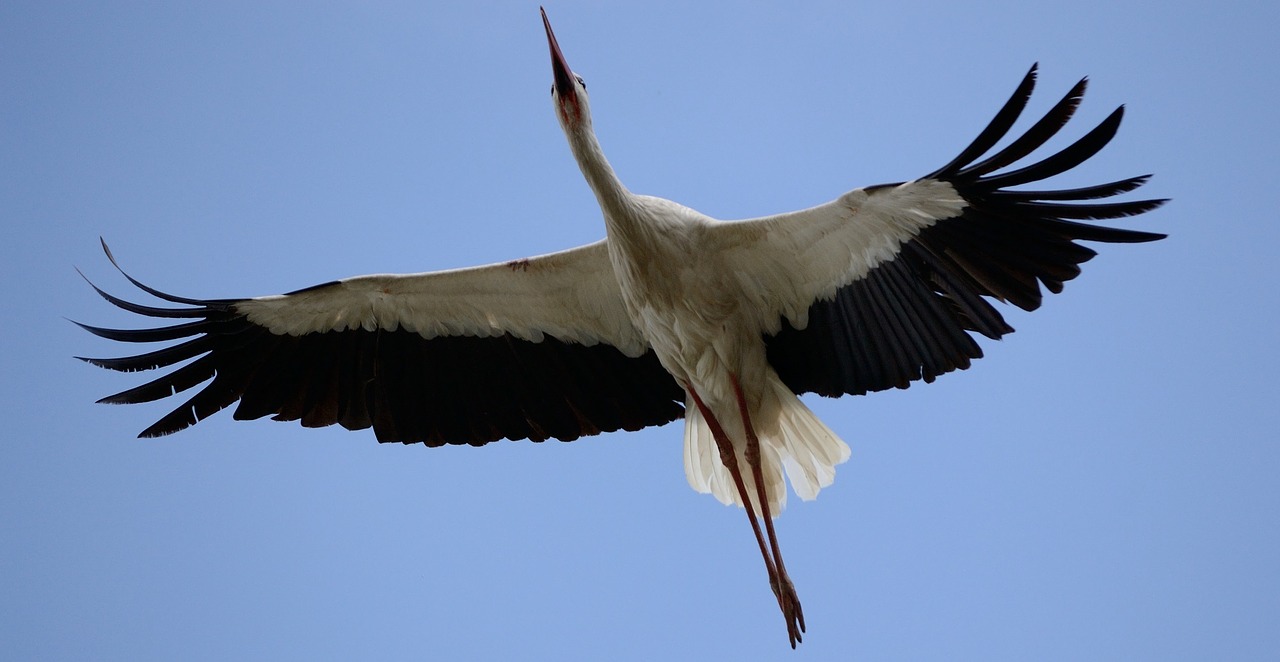 bird stork flying free photo