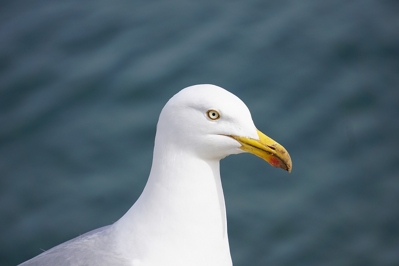 bird gull sea ​​bird free photo