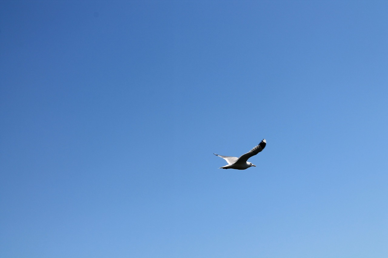 bird the seagull sky free photo