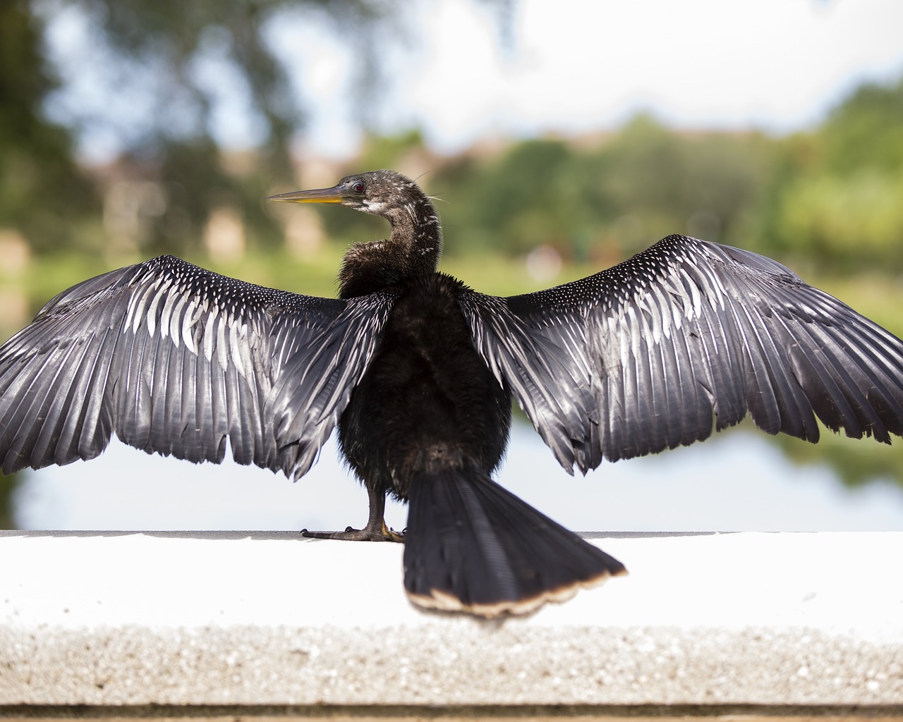 bird florida nature free photo