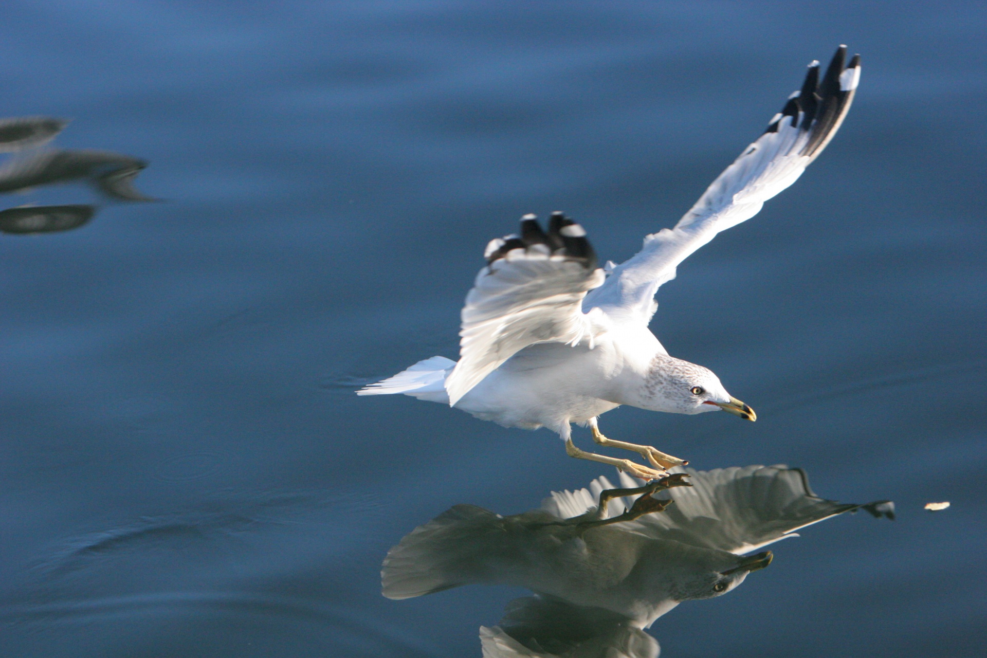 bird gull seagull free photo