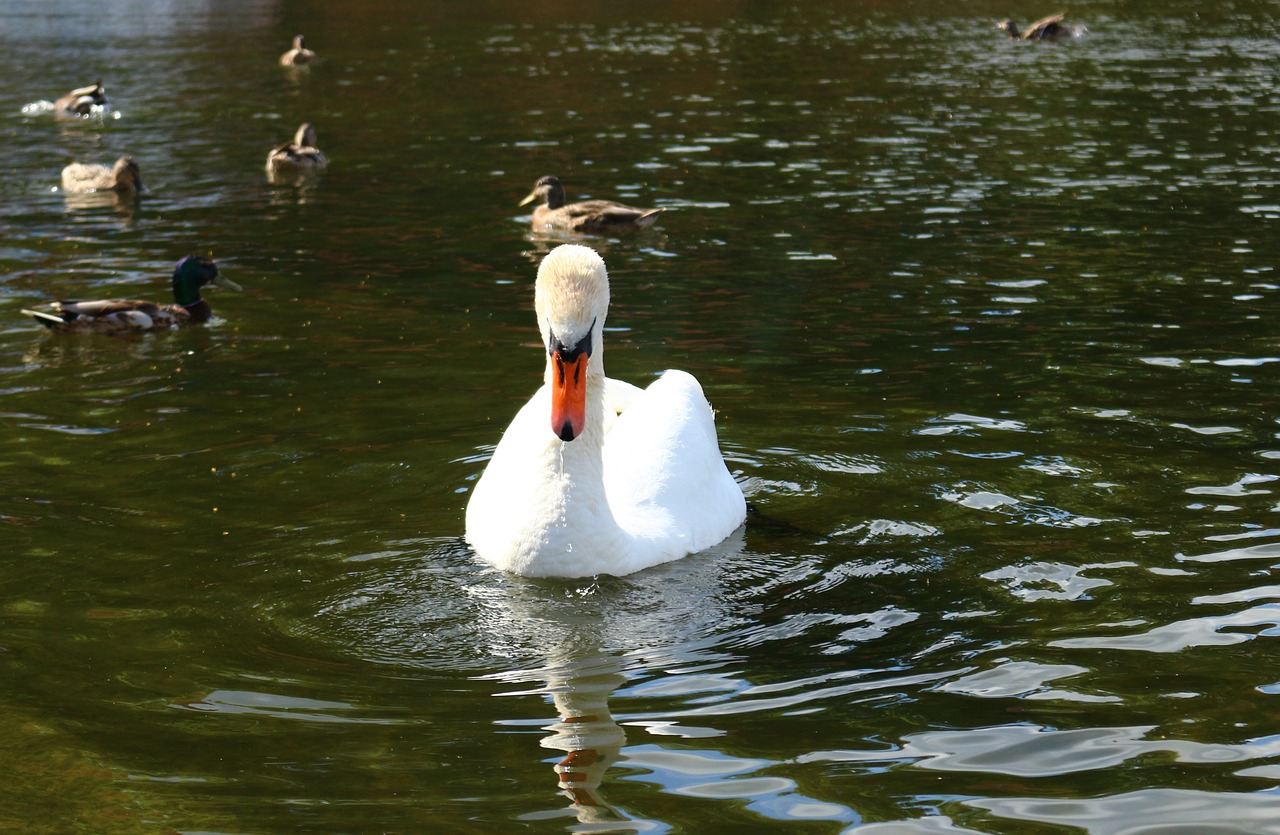 bird swan duck free photo