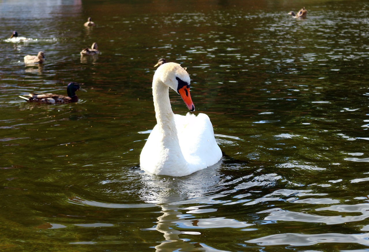 bird swan pond free photo