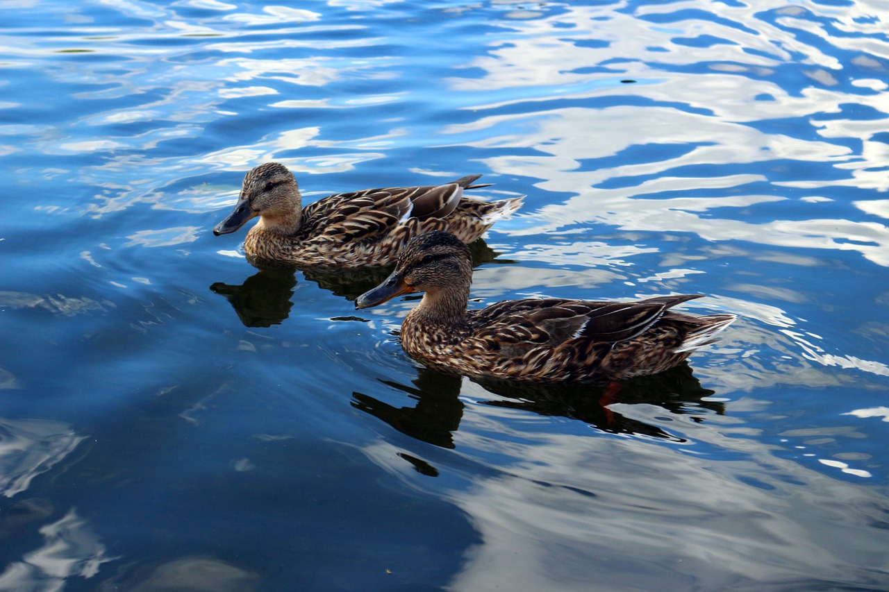 bird duck water free photo