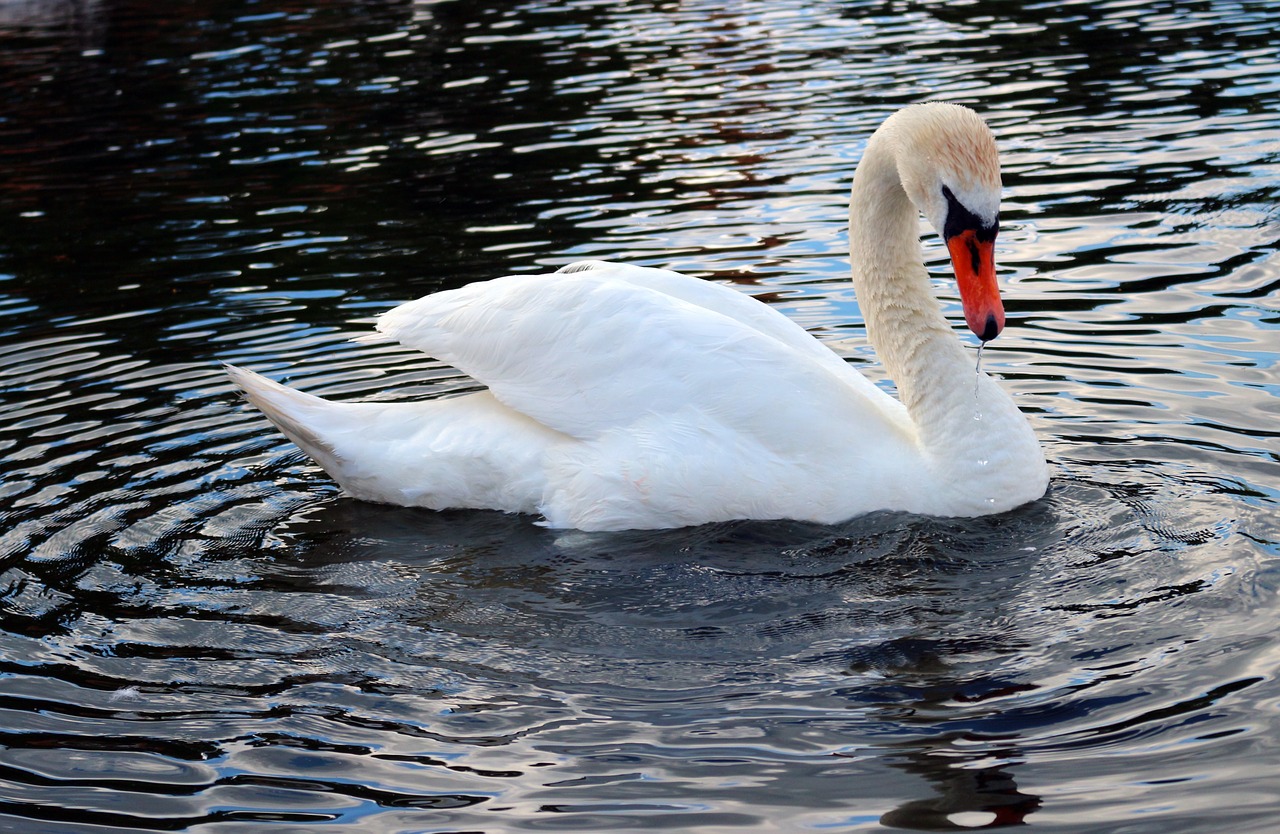 bird swan water free photo