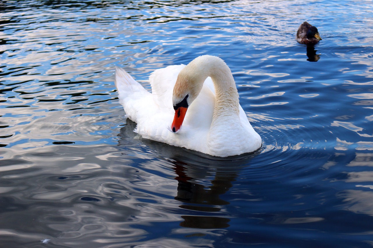 bird swan water free photo