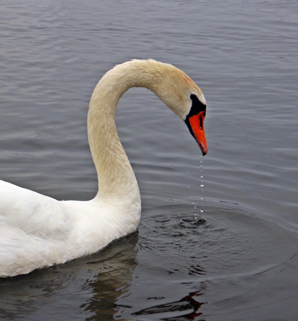 bird swan water bird free photo