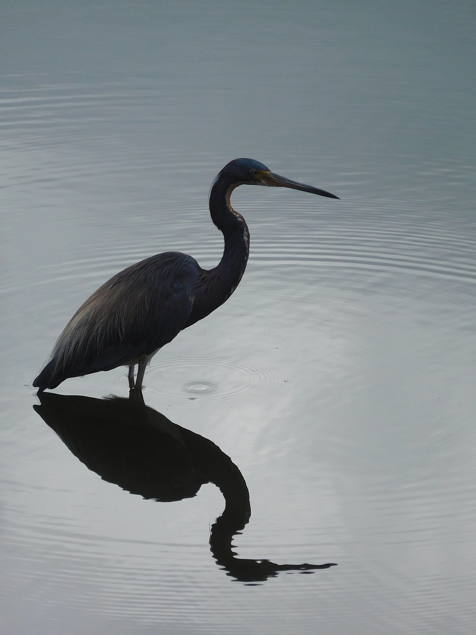 bird heron wild free photo