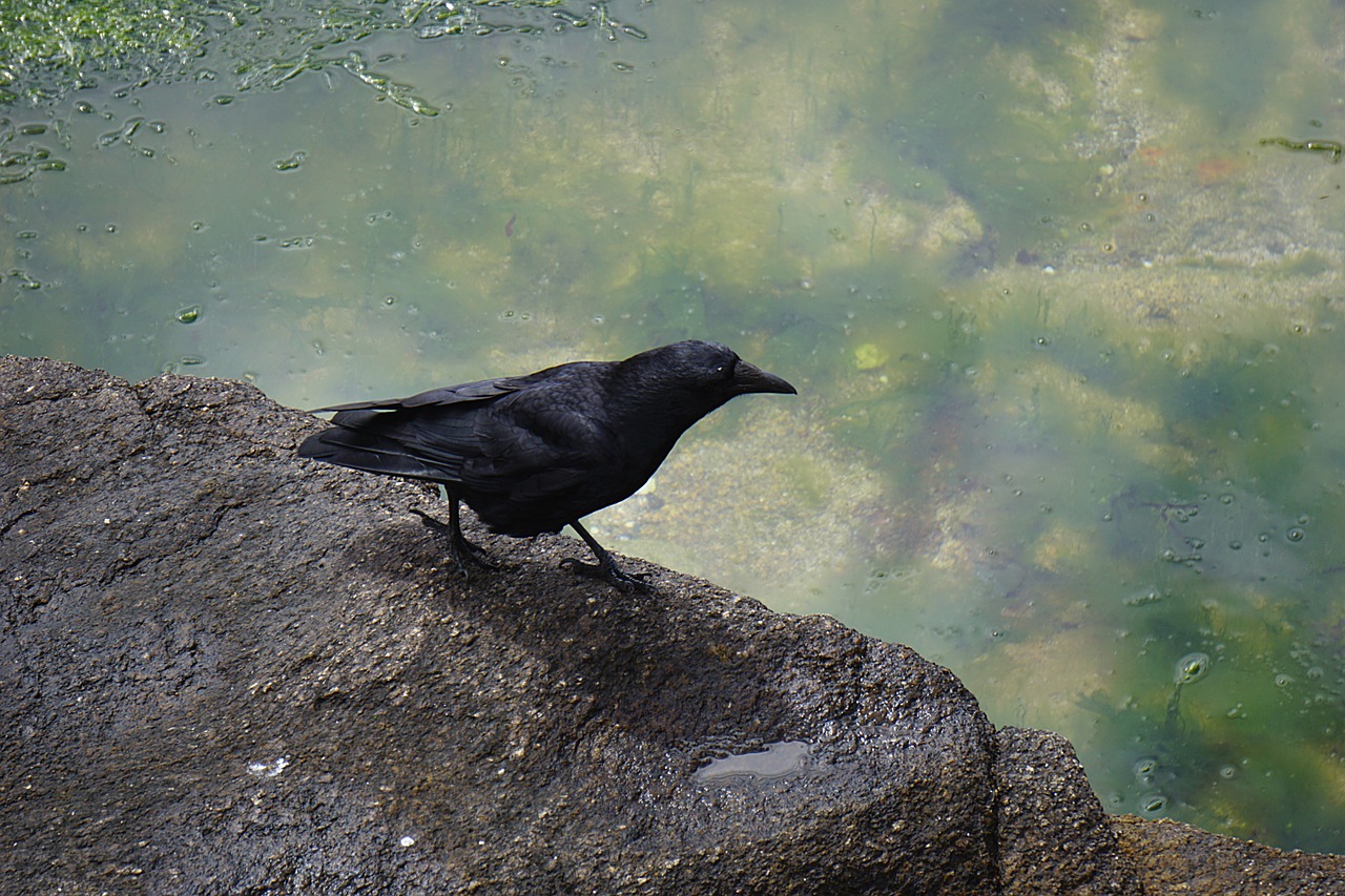 bird raven ornithology nature free photo