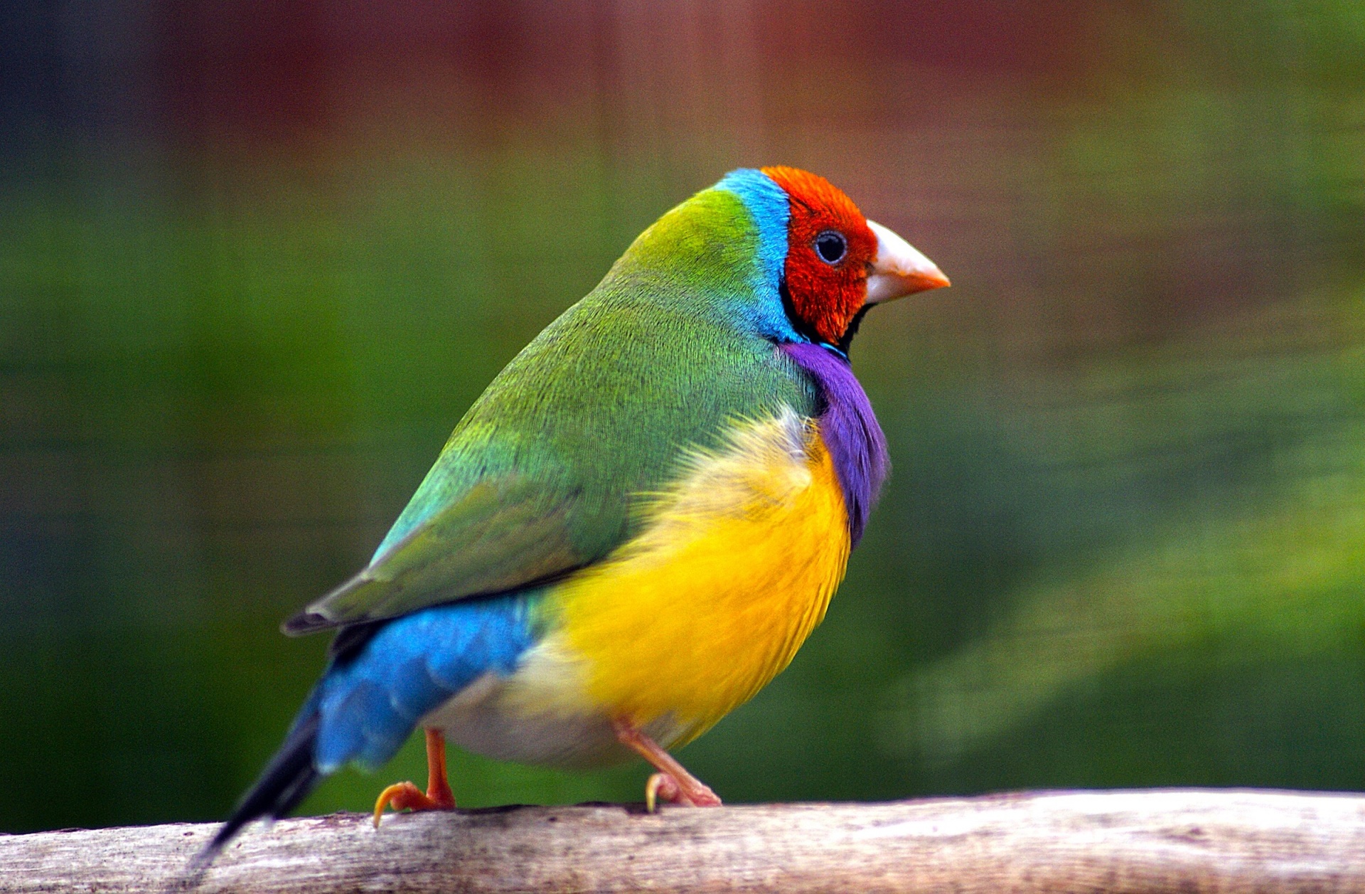 bird finch rainbow free photo