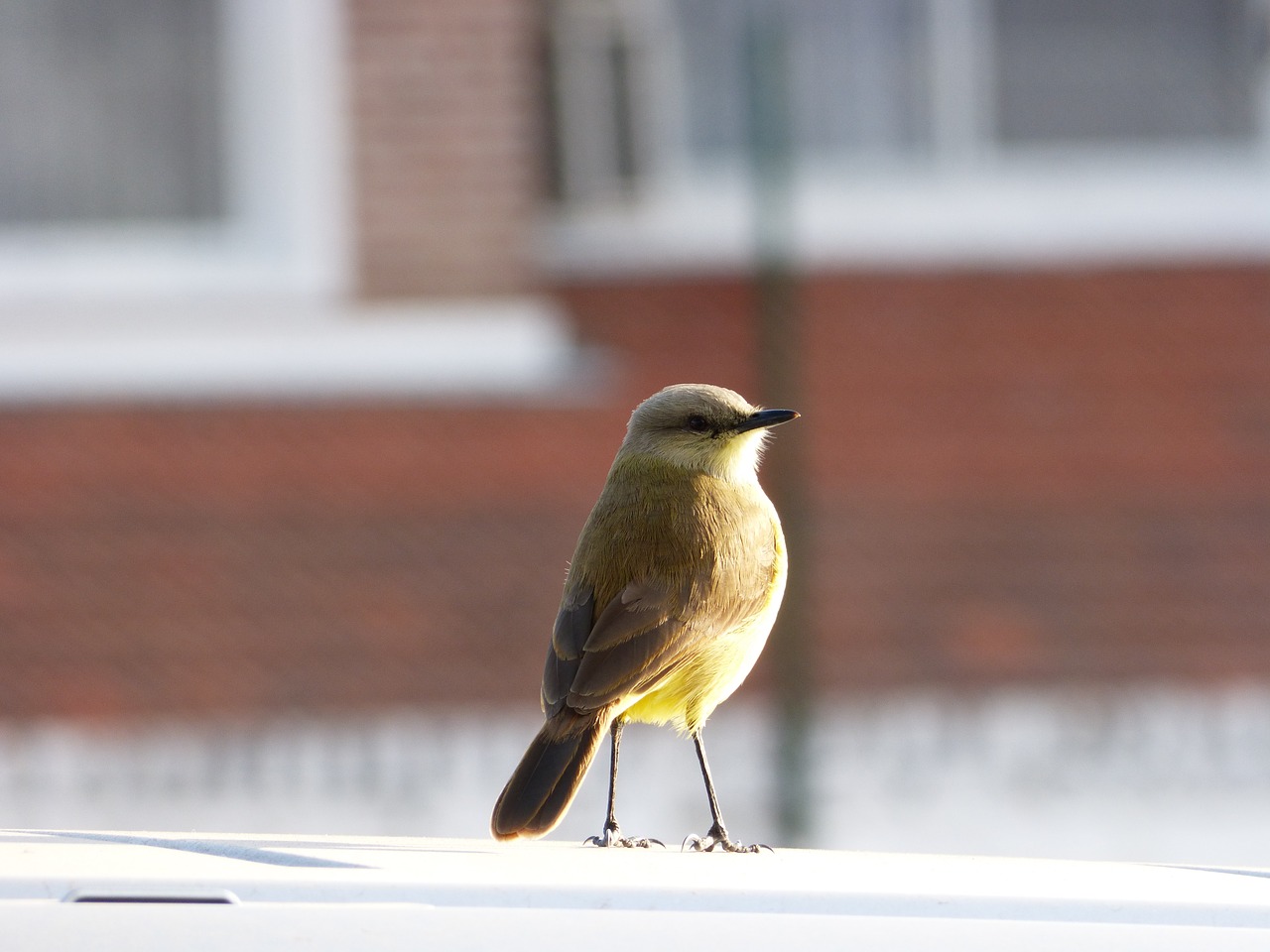 bird ave feathers free photo