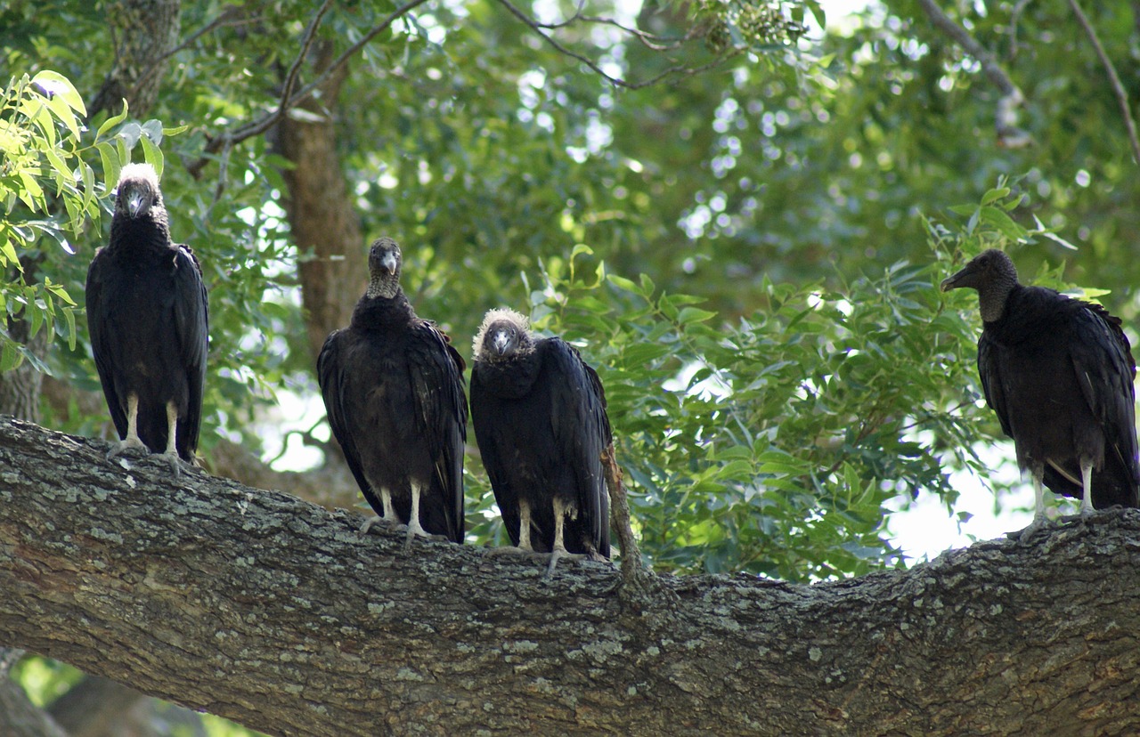 black buzzard bird family free photo