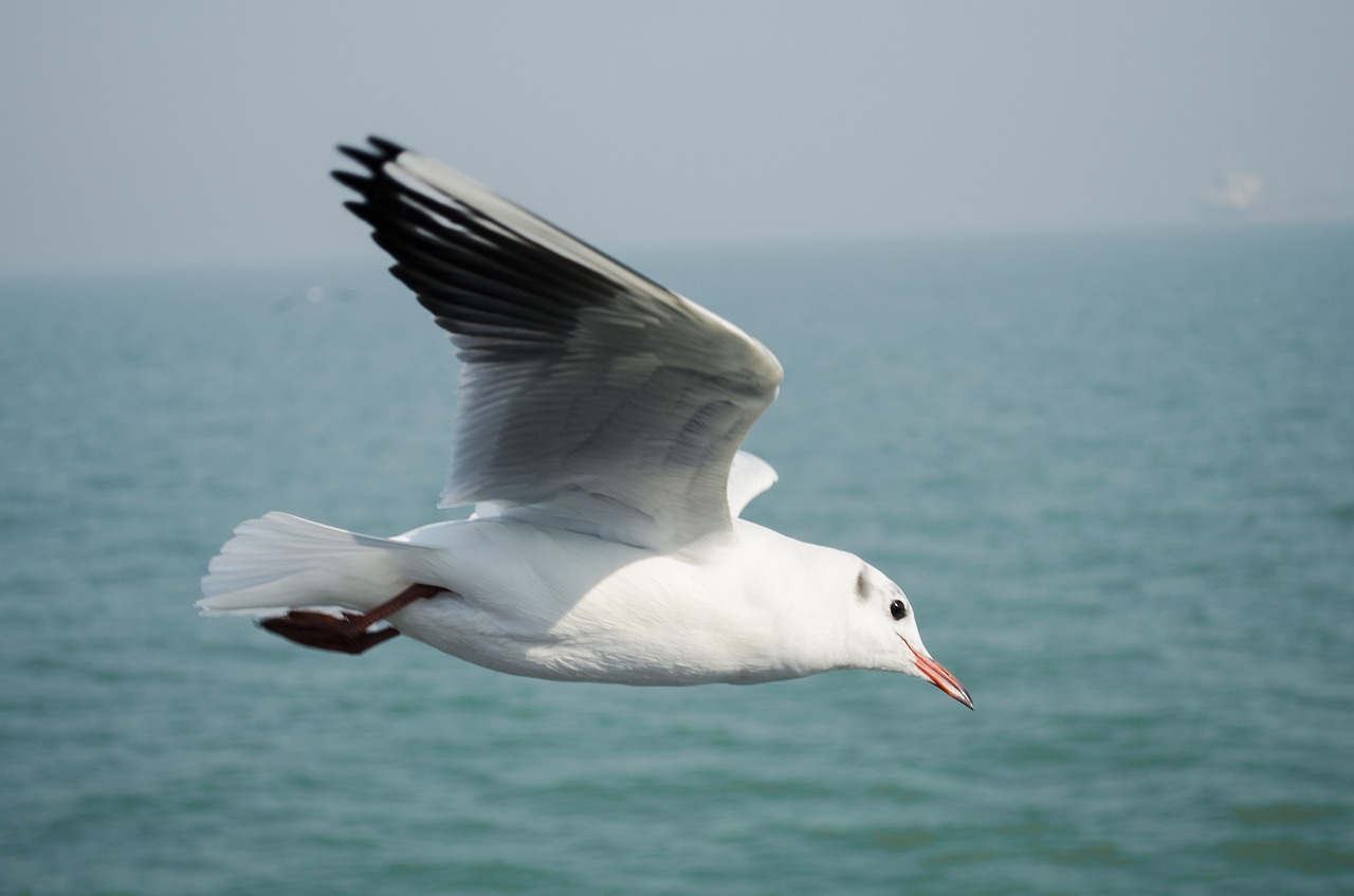 bird seagull sea free photo