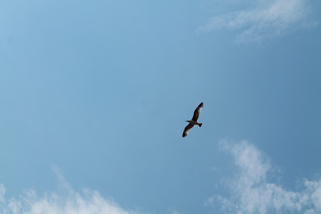 bird sky seagull free photo