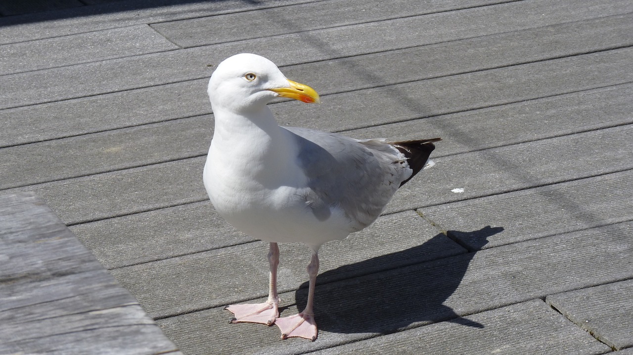 bird water bird seagull free photo