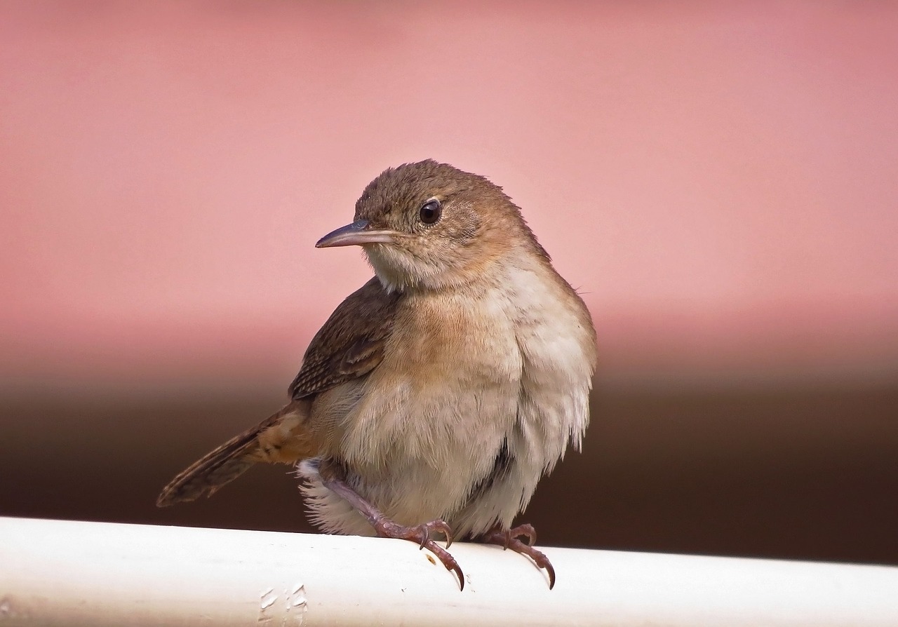 bird nature animal free photo