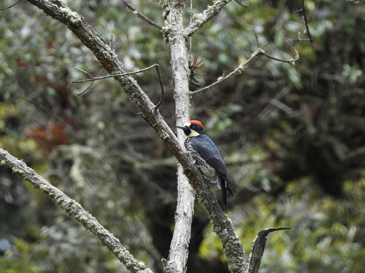 bird woodpecker carpenter free photo