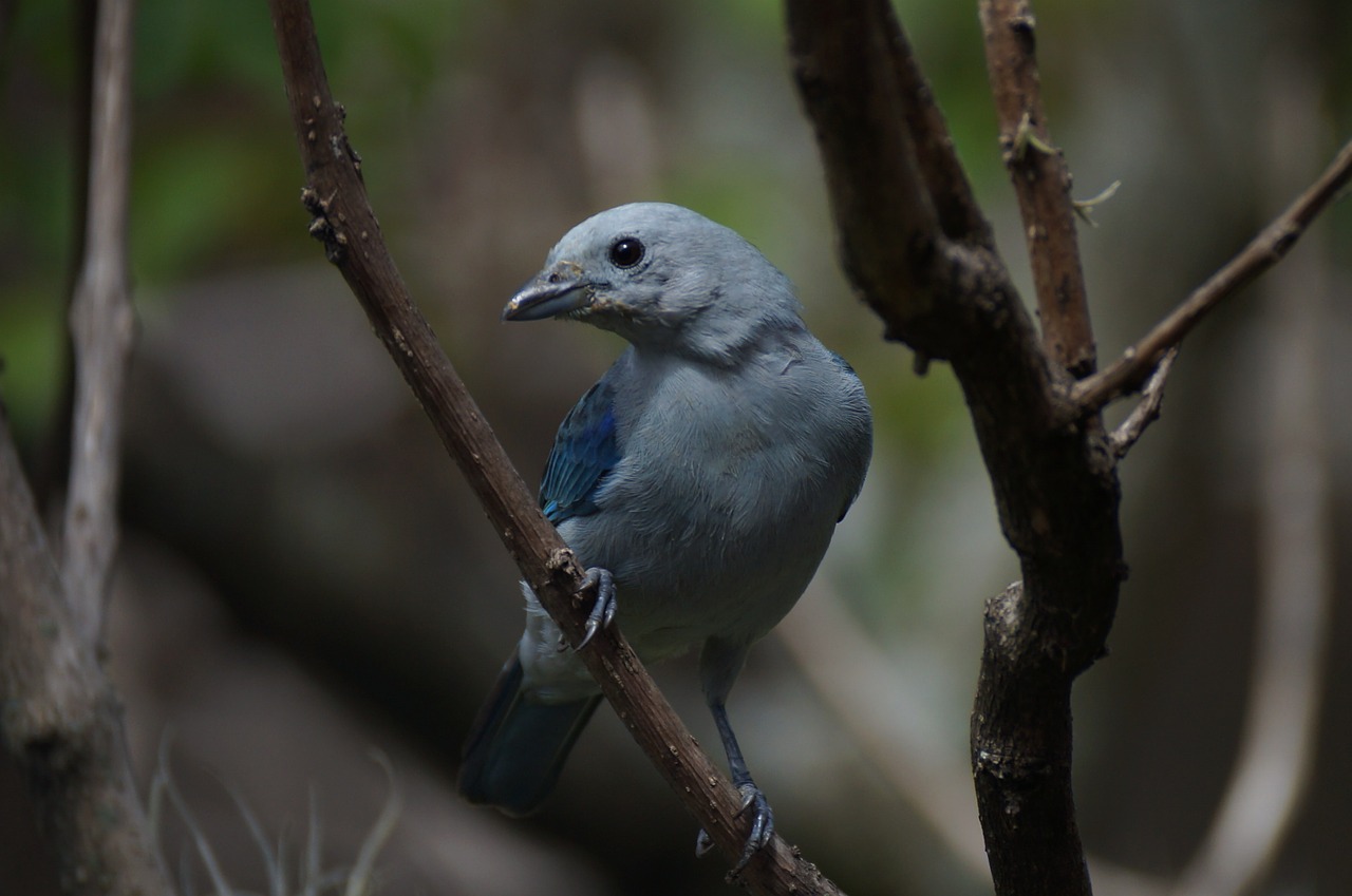 bird ave canary free photo