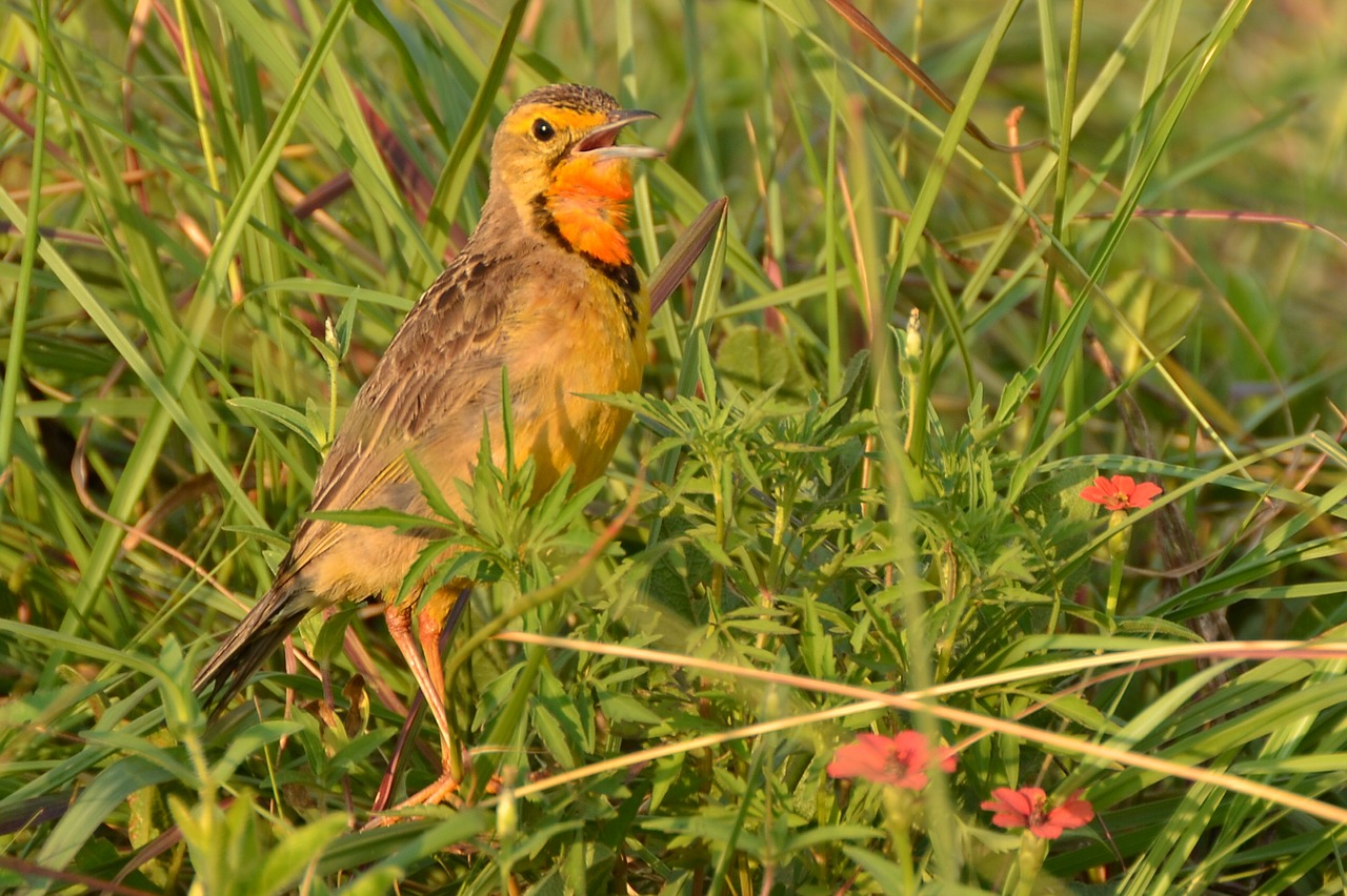 bird south africa rietvlei nature reserve free photo