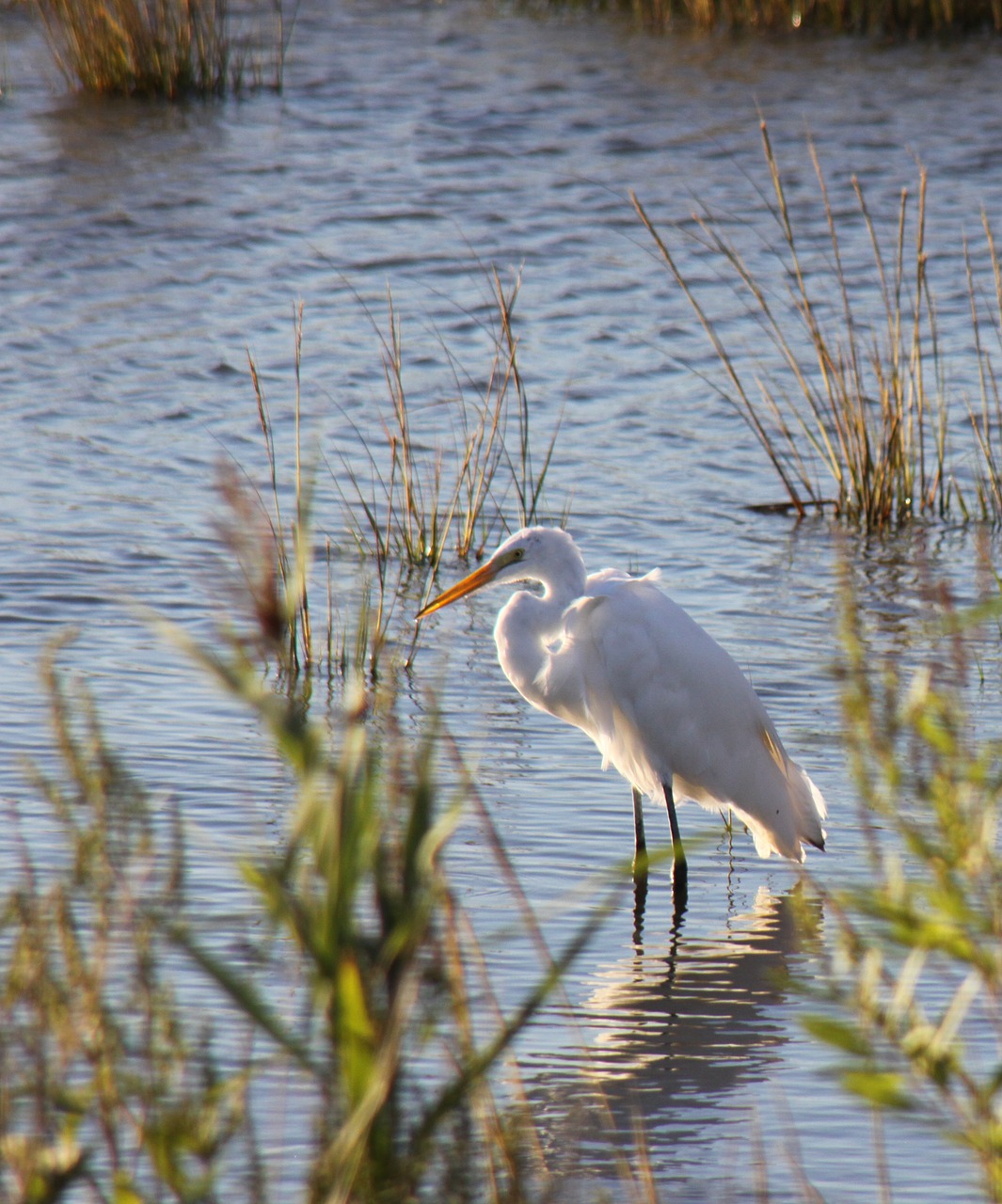 bird wildlife shore bird free photo