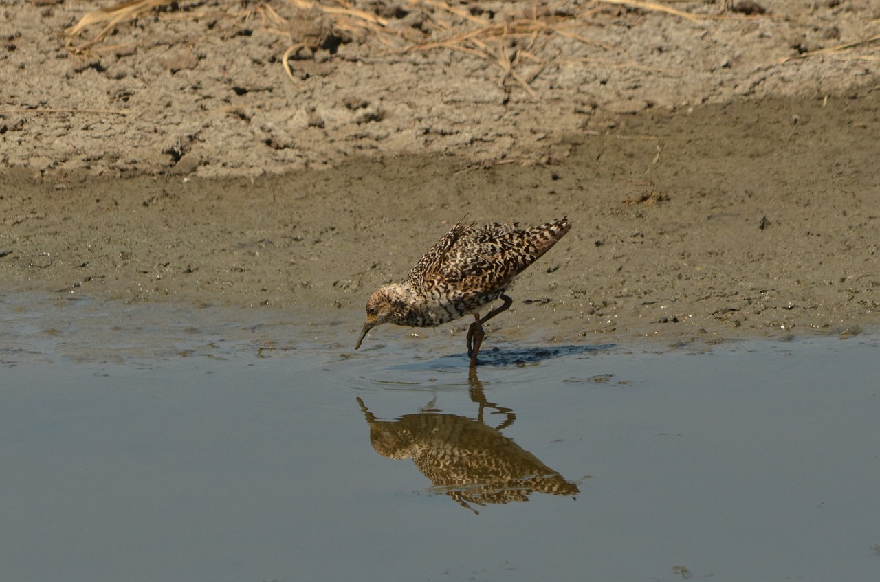 bird waterfowl food free photo