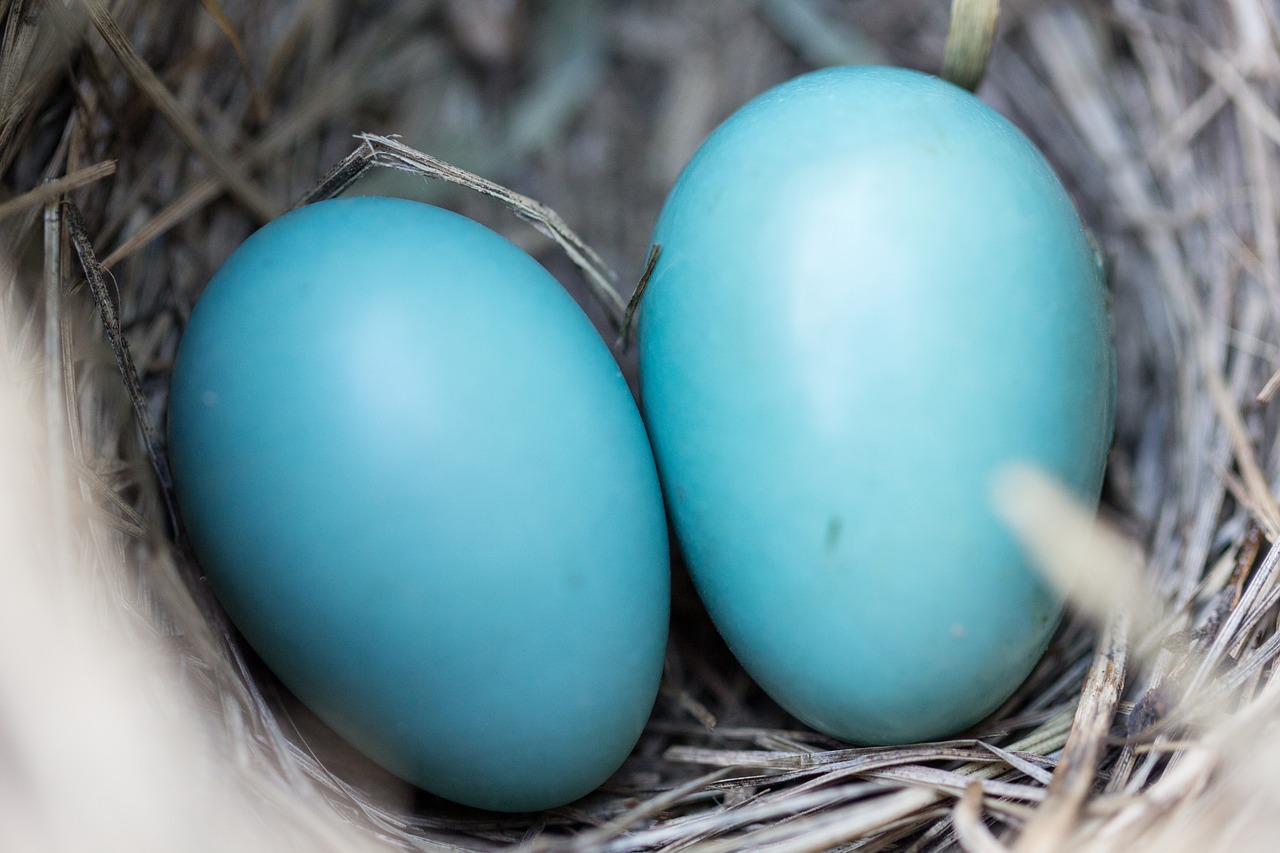 bird nest eggs free photo