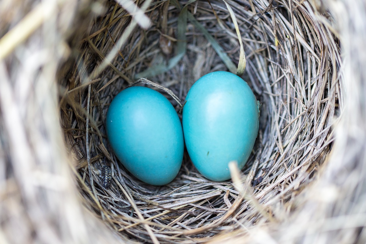 bird nest eggs free photo