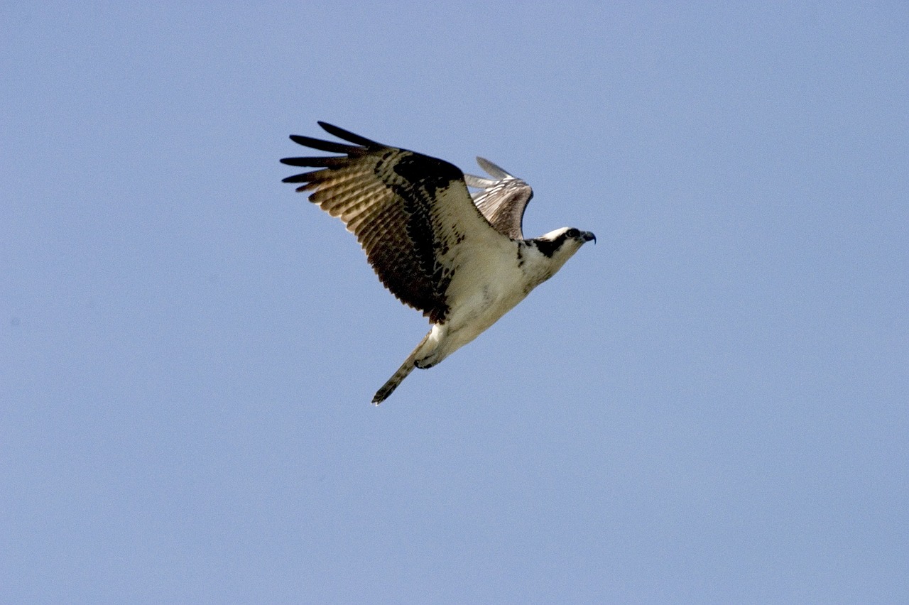 bird osprey flying free photo
