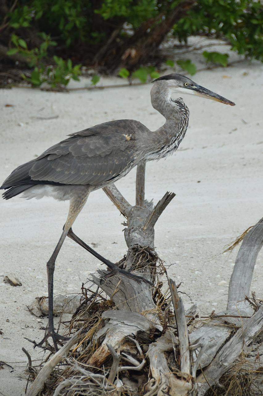 bird sand beach free photo