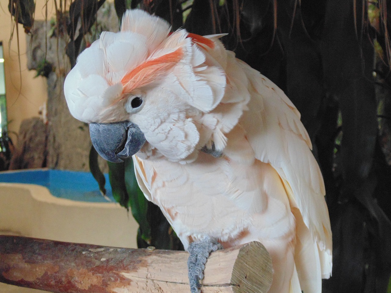 bird wildlife parrot free photo