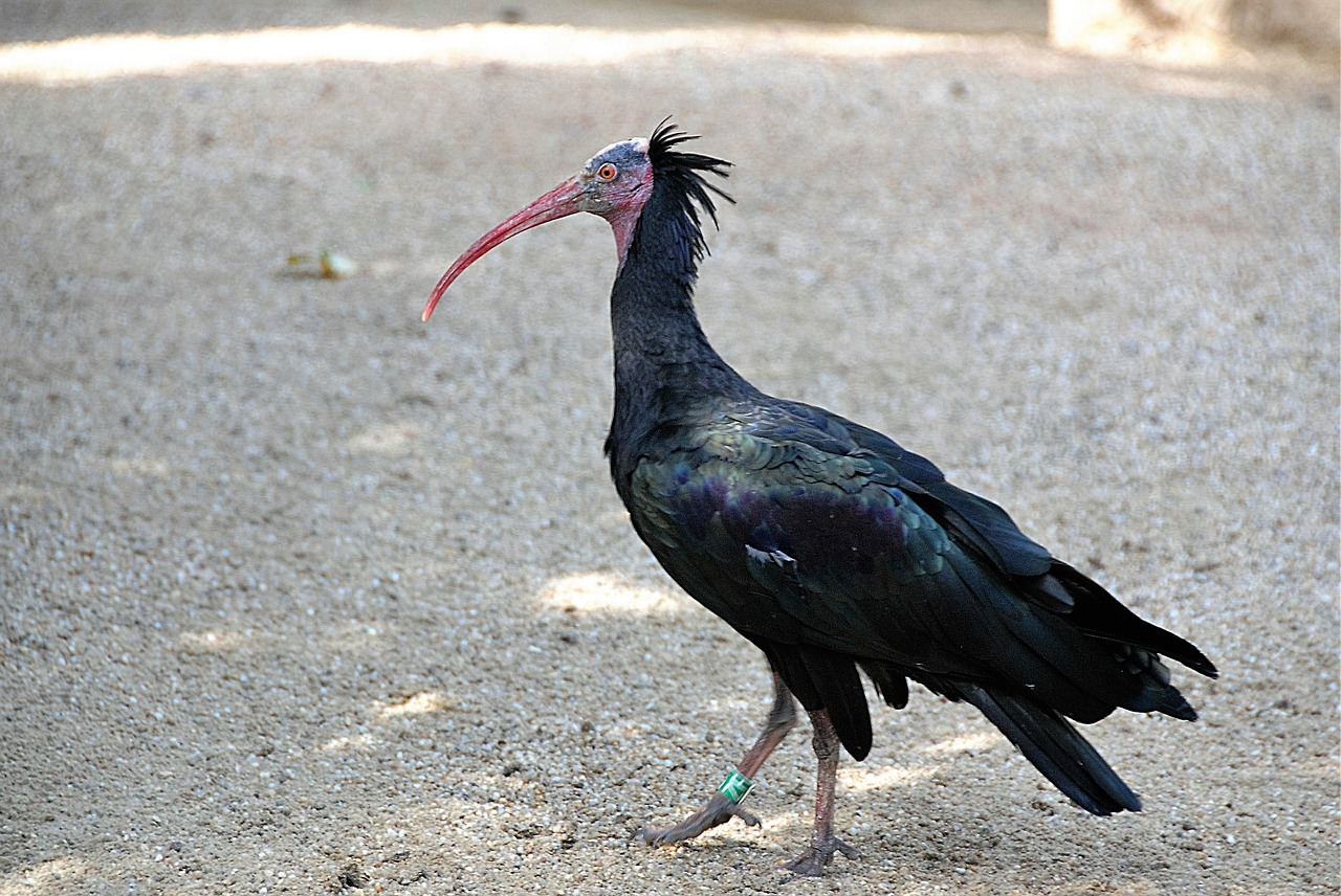 bird northern bald ibis zoo free photo