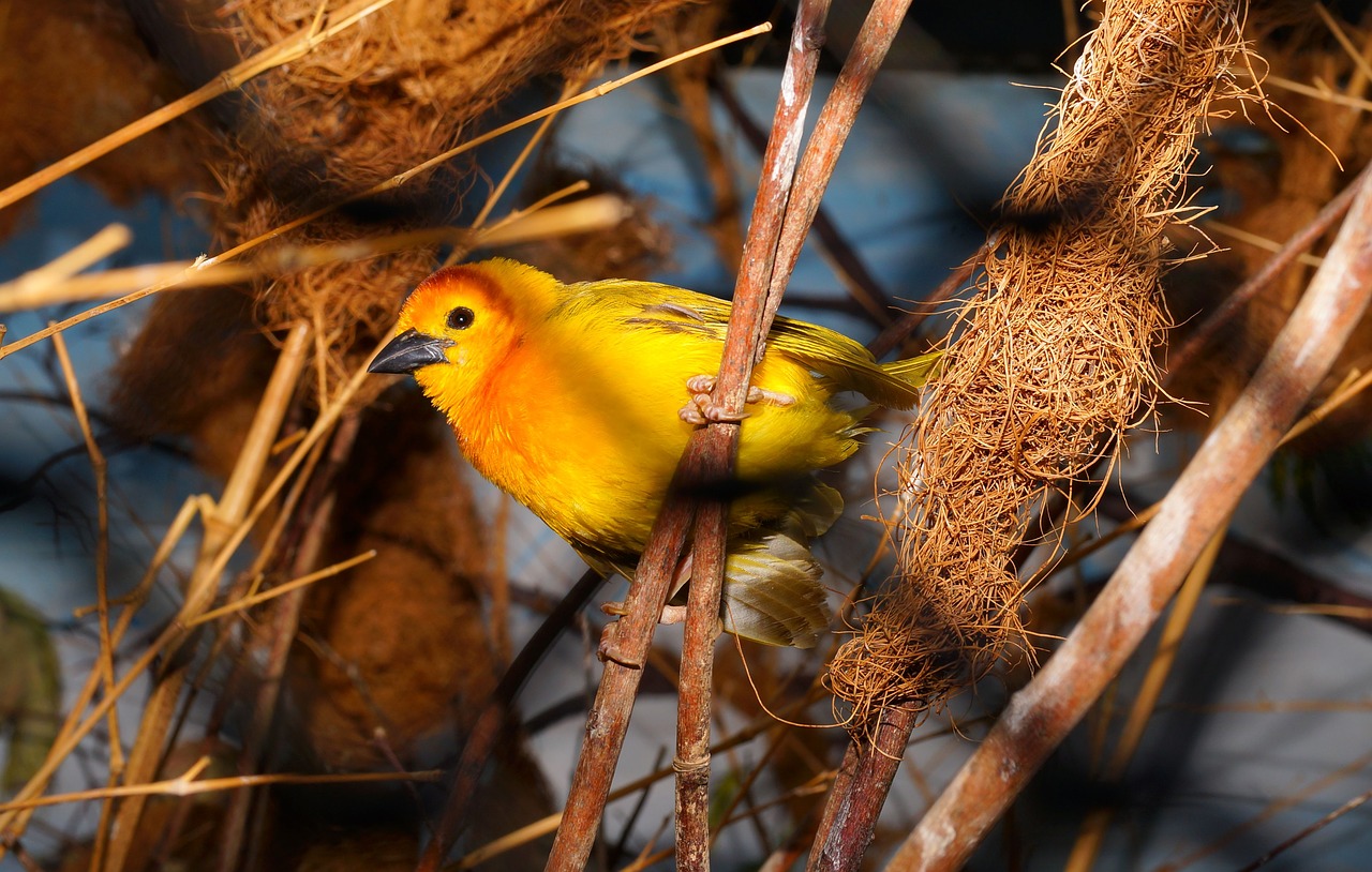 bird colorful yellow free photo