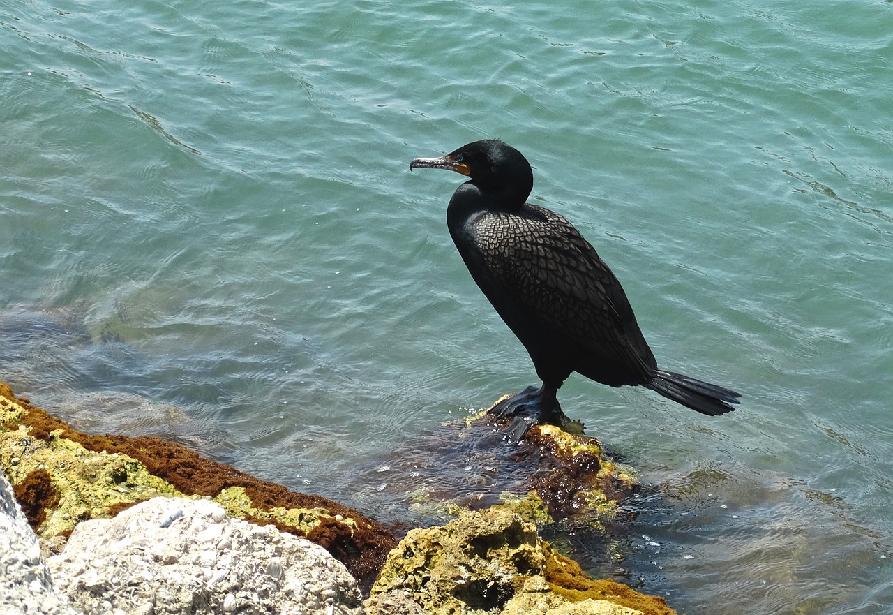 bird wildlife ocean free photo