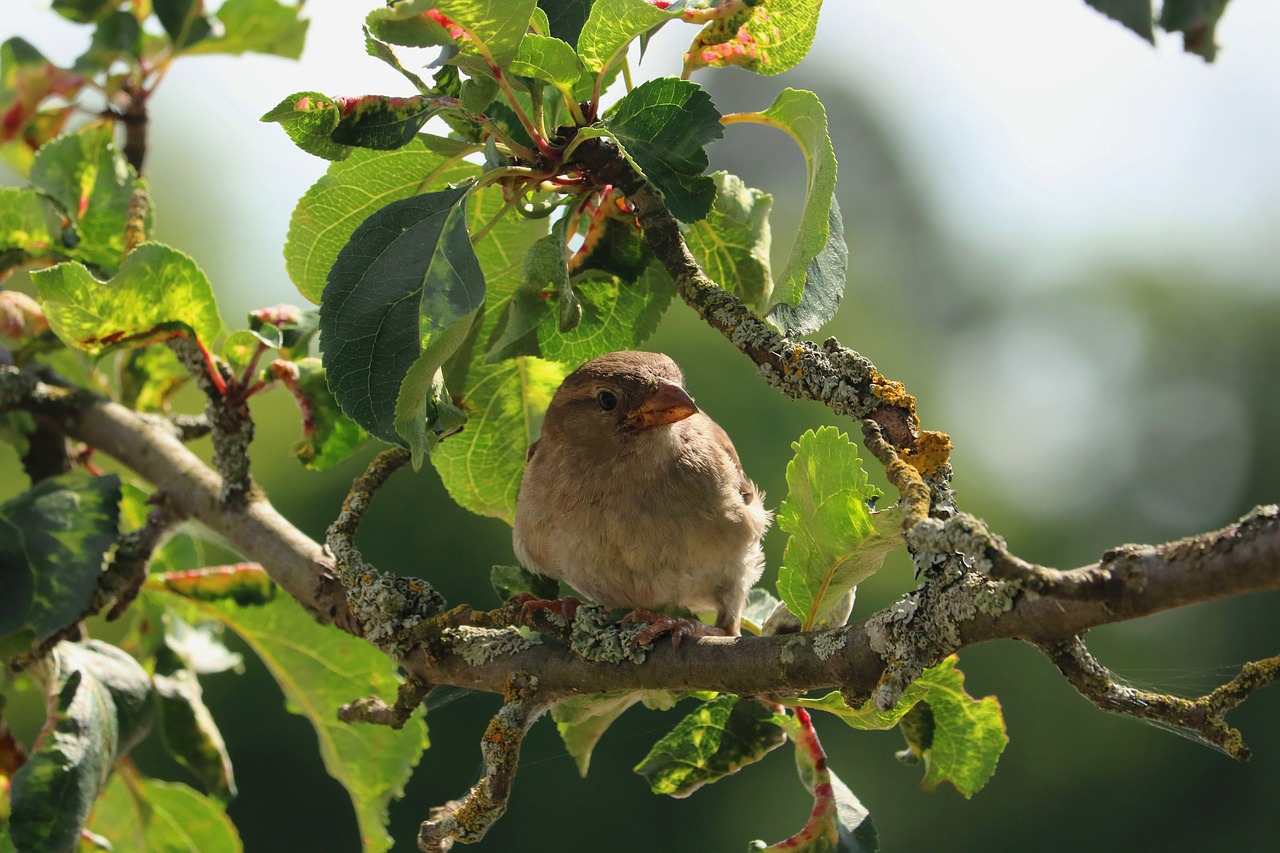 bird branch sparrow free photo